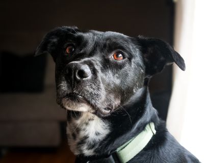 Oreo - American Staffordshire Terrier & Border Collie Mix Male Dog for Adoption