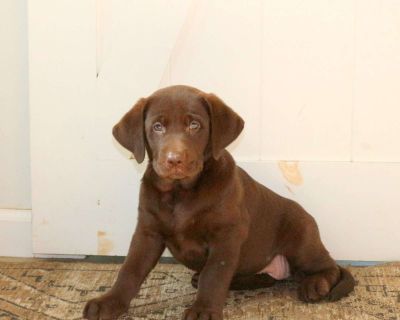 Ruby - 8 Weeks Female Chocolate Labrador Retriever Puppy for Sale