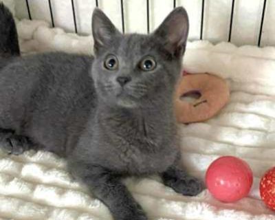 Meet Sonata If you are interested in our kittens and would like to arrange the meet and greet at fosters homes, please complete the adoption application using the following link (copy & paste it into your browser) https://form.jotform.com/82828565257166 or text us for more info at (908) 986-2505 Our cats and kittens are allowed to be adopted anywhere in NYC/NJ/Long Island. Please note, all our ...