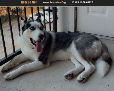 Dakota - Male Puppy Siberian Husky for Adoption
