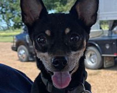 Ross - Chihuahua/Rat Terrier Mix Male Dog for Adoption