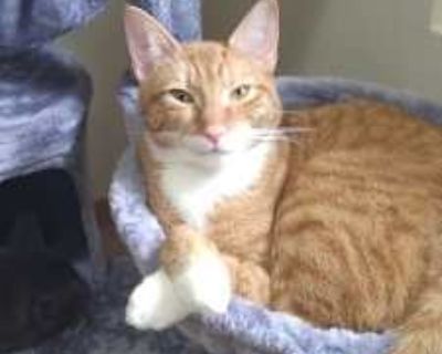 Pepper is a roughly 2 year old male cat with some special needs. He came to us as a scared little stray from a Target parking lot, and I'm honestly not sure if he was ever an indoor cat before then. It did take some time for him to warm up, but once he did he can be a snuggly little fellow when he wants to be. He likes sitting beside of you on the couch while you watch tv, and at night he likes...