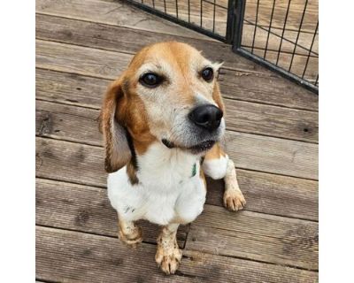 Dolan - Beagle Male Dog for Adoption