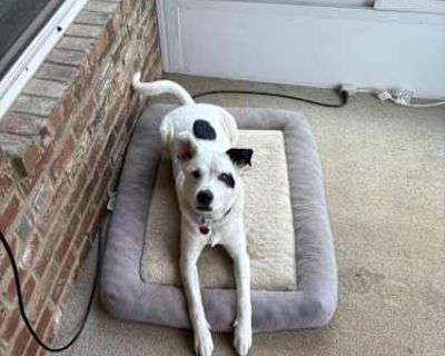 Reese - Mutt/American Bulldog Mix Male Dog for Adoption
