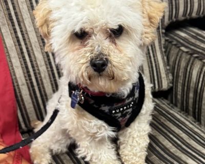 This dog is a recent arrival to REACH Rescue. Please check back for more information as their foster family gets to know them! Stop by our weekly adoption events on Saturdays from 12-4 pm at 372 Townline Road in Mundelein, IL 60060 to meet our adoptable animals in person. Follow us on Facebook for additional updates and sneak peeks of new dogs! https://www.facebook.com/reachrescue. Young Male S...