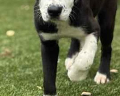 Atlanta - Mixed Breed (Medium) Female Dog for Adoption