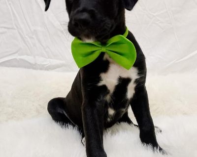 Gecko - Mixed Breed Male Puppy for Adoption