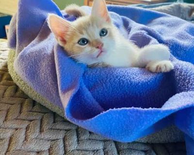 Breed Domestic Mediumhair Color Gray or Blue (Mostly) Age Sex Male Pet ID 30626 Hair Length