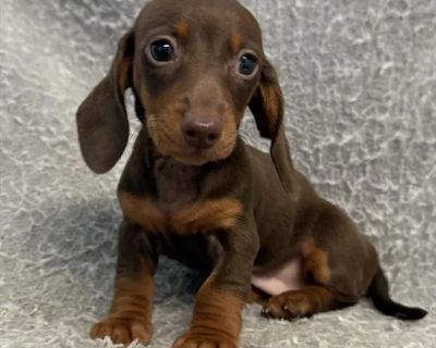 Tara - Female Dachshund Puppy for Sale