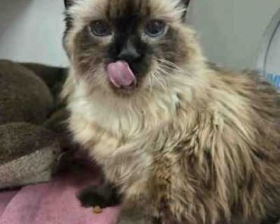 Spayed / Neutered. Breed Domestic Longhair Color Brown Tabby Age Senior Sex Female Pet ID 59776068 Hair Length