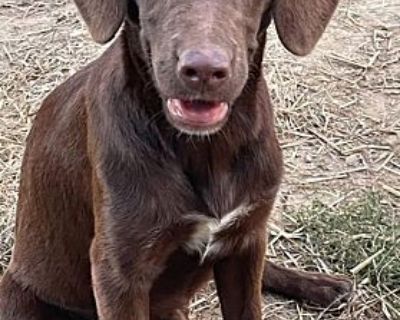 Abby - Labrador Retriever Female Puppy for Adoption