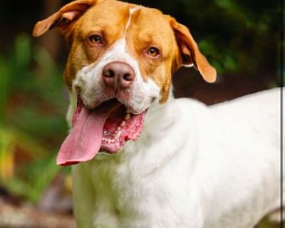 Jaxon - Great Pyrenees Male Dog for Adoption