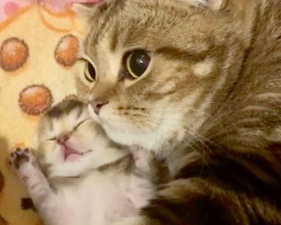 Cats Scottish fold/straight