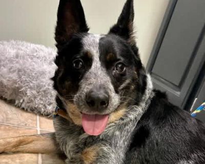 Lucy 5440 D - Blue Heeler Female Dog for Adoption