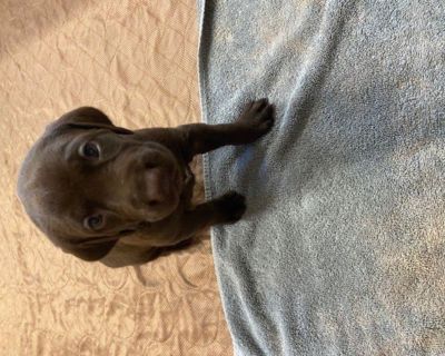 Black Lab and German Shorthair Pointer Mix Puppies