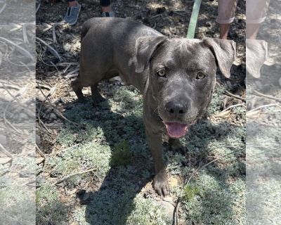 Freckles (Aka Perry) - American Staffordshire Terrier-Mastiff Mix Male Adult Dog for Adoption