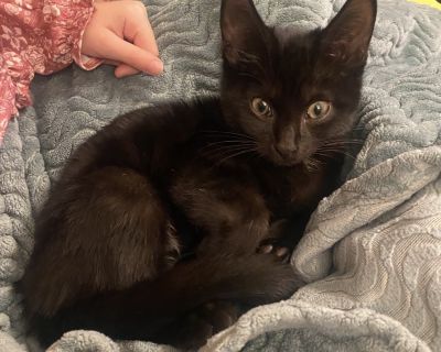 Shrimp - Domestic Short Hair Female Cat for Adoption