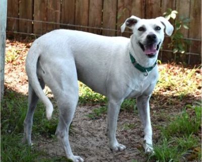 Bella - Female Puppy Mountain Cur mix for Adoption