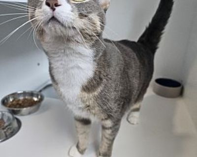 Luna - American Shorthair Female Cat for Adoption