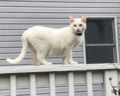 Nala is a sweet 5 years old female. She has been having some behavioral issues due to the male cat and puppy in her home. She is scared. Would thrive in a home with no other animals.. Good with kids Not good with dogs Not good with cats Shots current Spayed / Neutered Housetrained Has special needs Microchipped. Breed Domestic Shorthair Color White Age Adult Sex Female Pet ID 7641649 Hair Lengt...