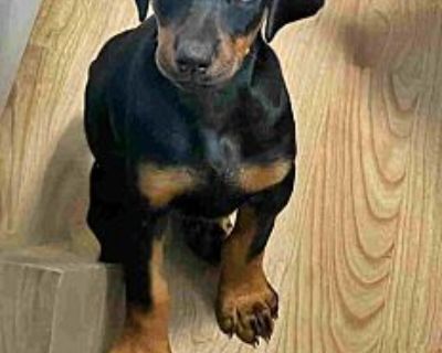 Cindy Lou - Doberman Pinscher Female Puppy for Adoption