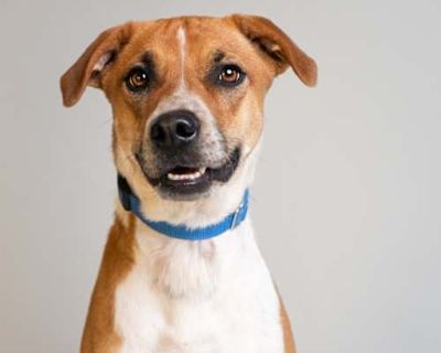 Yara - Labrador Retriever Female Dog for Adoption