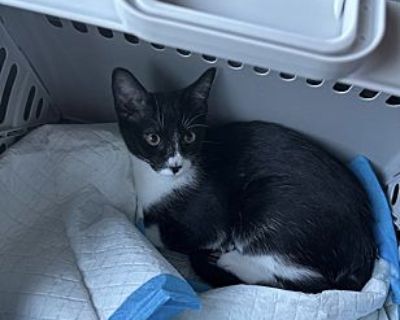 Lionel - American Shorthair Male Cat for Adoption