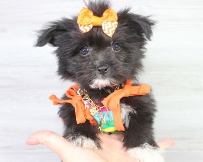 Toy Pomtese Puppy For Sale