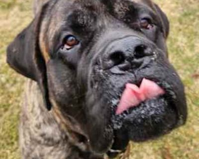 Chompers - English Mastiff Male Dog for Adoption