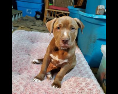 Marcus - Labrador Retriever Mix Male Puppy for Adoption