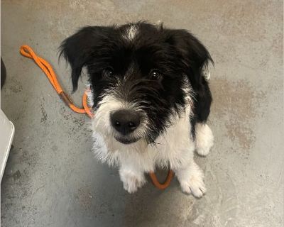 Allow me to introduce myself... My name is *Stuffins*, And I am a 4 Months old, Neutered Male, Wire Fox Terrier, Mixed. Here's a bit of an insight into my background and personality: Hi there! My name's Stuffins-because I'm packed full of sweetness, a dash of mischief, and maybe a few crumbs of curiosity. I'm a 4-month-old Wire Fox Terrier, and just like my Thanksgiving namesake, I'm best enjoy...