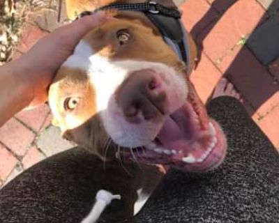 Jolene - Pit Bull Terrier/Boxer Mix Female Dog for Adoption