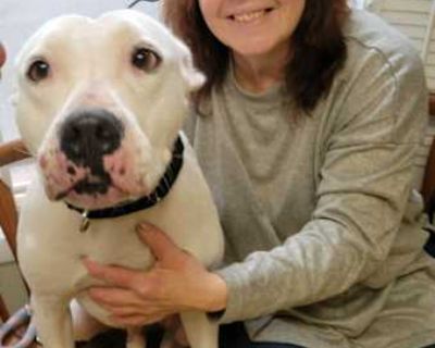 Gator - Pit Bull Terrier Male Dog for Adoption