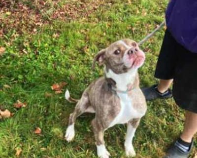 Rooty (Rootbeer) - American Pit Bull Terrier/Boxer Mix Male Dog for Adoption