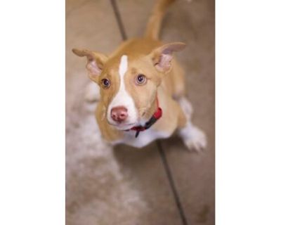 Huey - Husky/Terrier (Unknown Type, Medium) Mix Male Puppy for Adoption