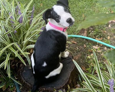 Lexie - Labrador Retriever Mix Female Puppy for Adoption