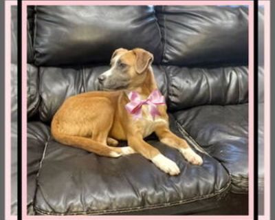 * Location Mt. Laurel, NJ, 08054 USA USA *. Dog Breed: Labrador Retriever / Border Collie / Mixed. Animal Sanctuary Society, Inc. PO Box 24 Mt. Laurel, NJ 08054 856-642-0004 .animalsanctuarysociety/ Harper is a sweet, quiet girl ready for a forever home. She is hoping for a home where she gets lots of love and attention. She is one year old and a quiet girl who gets along with kids and other do...