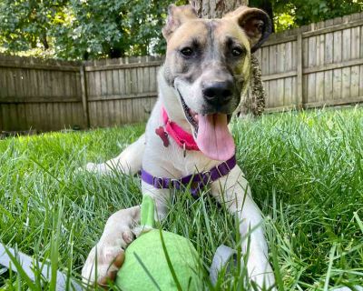 Winona - Shepherd & Australian Shepherd Mix Female Dog for Adoption