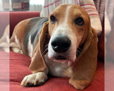 Adult * Location Deepwater, NJ, 08340 USA USA *. Dog Breed: Basset Hound. 8 1/2 years old. Thank you for your interest in adopting a rescued Basset Hound! We ask all potential adopters to complete our application and approval process first so we can discuss the dogs that fit your home. We usually have 25 - 35 dogs available and the ages range from less than year old to ten plus years old. Once ...