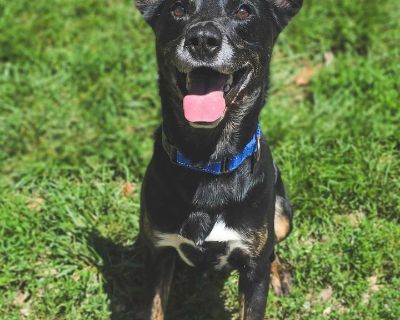 Saguaro - Pit Bull Terrier Male Dog for Adoption