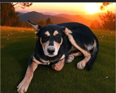 RUSTY - Male Puppy German Shepherd mix for Adoption