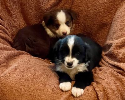 Miniature Aussie Puppies