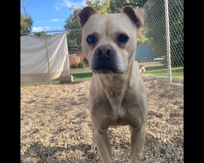 Limback - Pit Bull Terrier & Pug Mix Male Dog for Adoption