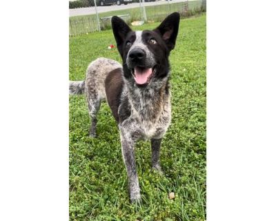 SPOT - Australian Cattle Dog Male Dog for Adoption