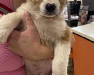Maverick - Australian Shepherd Male Puppy for Adoption