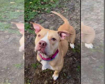 Adult * Location Gloversville, NY, 12078 USA USA *. Dog Breed: Pit Bull Terrier. Honey is a 2-year-old Pitbull mix with a heart as sweet as her name! She s still new here, so we re getting to know her, but it didn t take long to see how loving and kind she is. Honey would prefer to be your one and only no kitty or doggy siblings for this sweet girl. She d love a home where she can be spoiled wi...