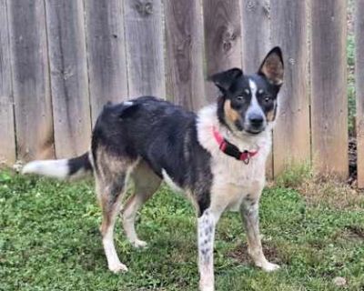 Sara - Border Collie/Cattle Dog Mix Female Dog for Adoption