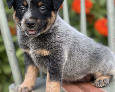 Destiny - 7 Weeks Female Blue Heeler Australian Cattle Dog Puppy for Sale