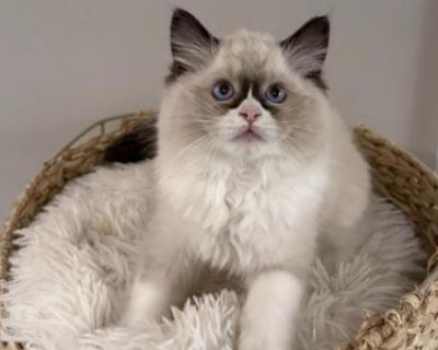 Pudding - Ragdoll Female Kitten For Sale