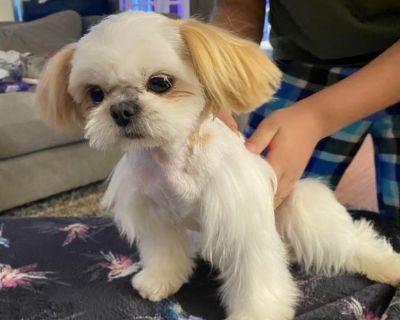 Imperial Full AKC Adult Shih Tzu Male